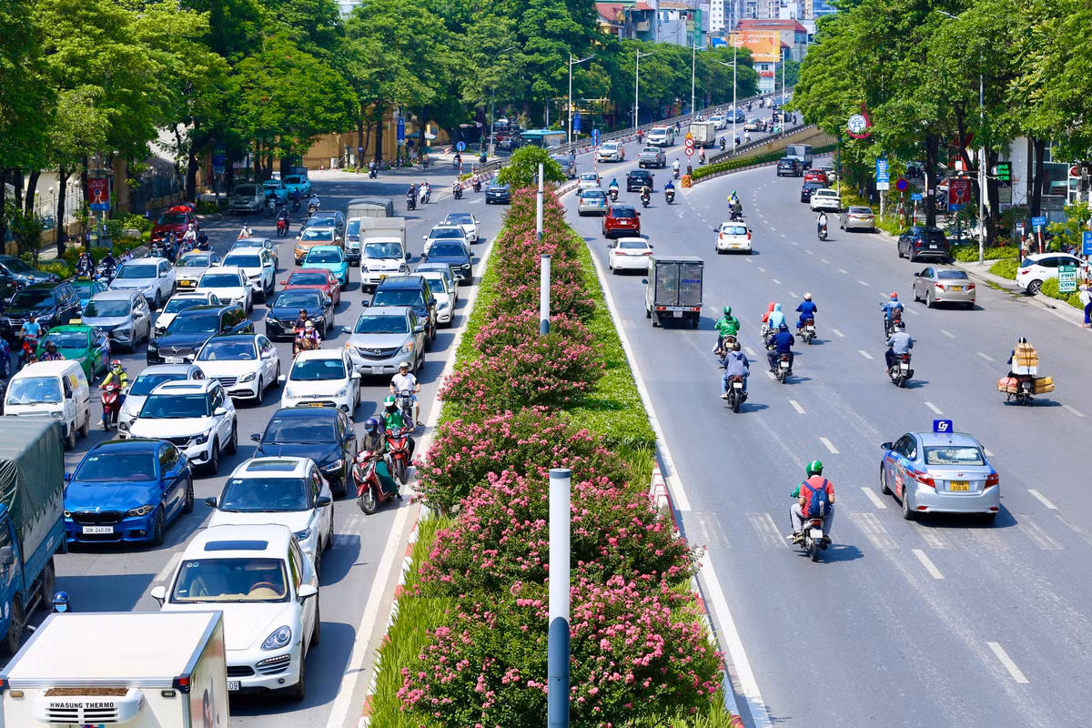 Hoa tường vi có thời gian nở kéo dài từ 2 - 3 tháng nếu được trồng thành quần thể.