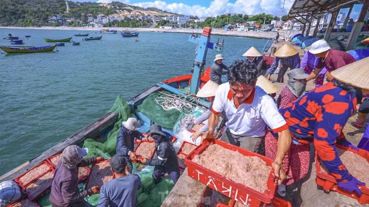 Theo ngư dân, ruốc nằm ở độ sâu 5 - 7m so với mặt nước biển rất khó phát hiện, phải kinh nghiệm nhìn 'màu ruốc' để đánh bắt.