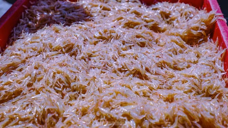 Hiện tại giá ruốc không phải là cao, dao động từ 18 - 23 ngàn đồng/kg. Sau mỗi chuyến ra khơi vài giờ đồng hồ, mỗi thuyền ngư dân đánh bắt được 3 - 4 tạ ruốc.