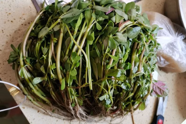 Thường ăn 3 loại “rau trường thọ” này tốt hơn uống thuốc bổ - Hình 8 Thuong an 3 loai “rau truong tho” nay tot hon uong thuoc bo-Hinh-8
