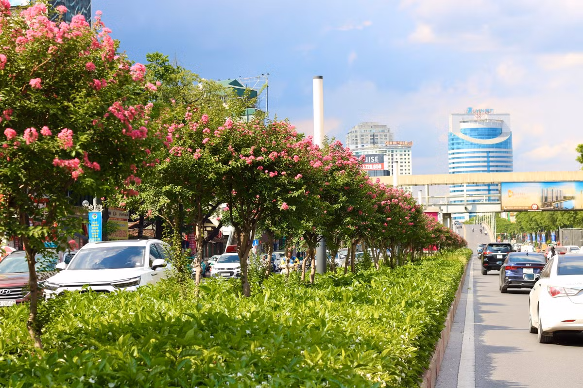 Hàng phong lá đỏ chuyển đi "nhường" lại khoảng trời cho những cây tường vi khoe sắc.
