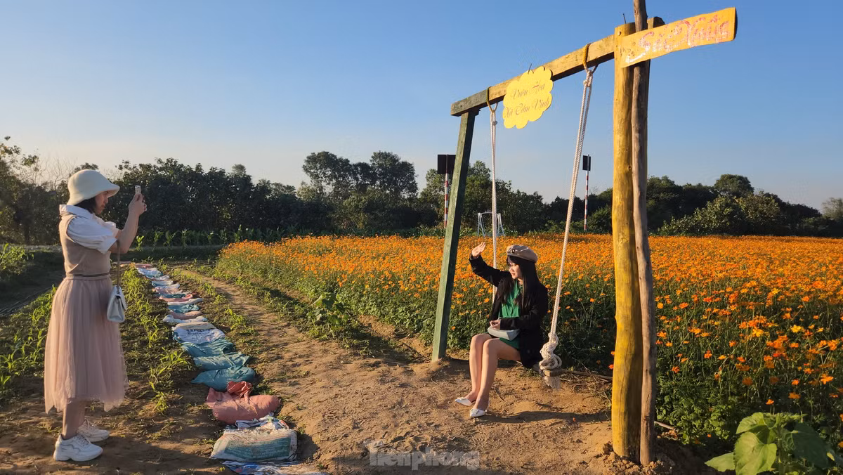 Rất đông các thiếu nữ đến chơi, chụp ảnh cánh đồng hoa những ngày cận Tết.