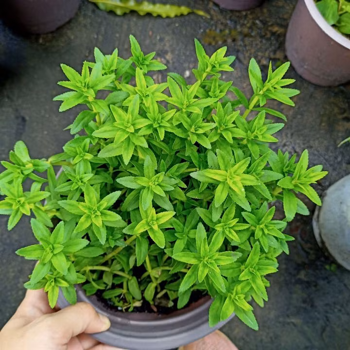 Loai rau co mui thom sang khoai, giup giai doc, chua ung thu-Hinh-6