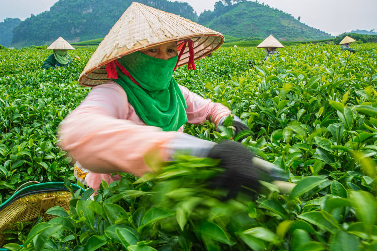 Hai thời điểm phù hợp nhất để chụp đồi chè là giữa tháng 3 đến giữa tháng 4 và giữa tháng 7 đến giữa tháng 8 hằng năm - khi búp non đâm chồi, đồi chè thay màu áo mới mơn mởn sức sống.