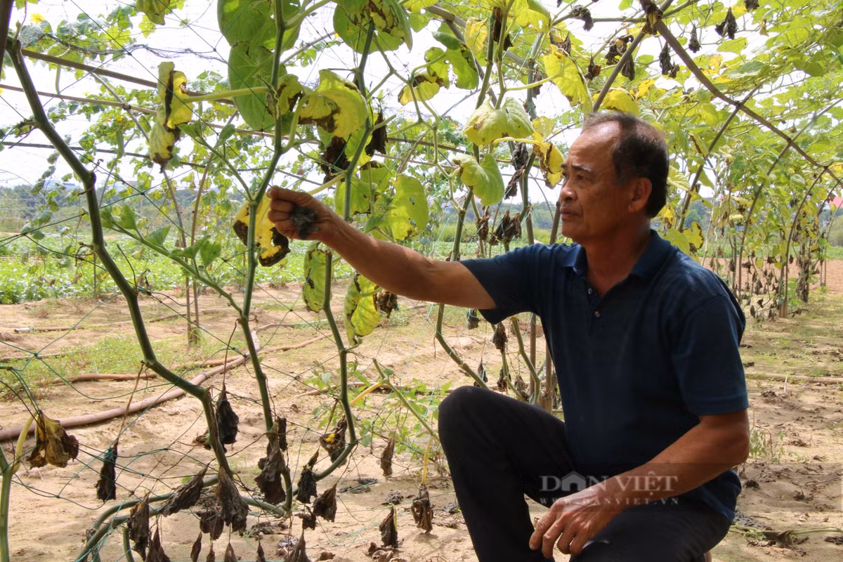 Ông Phan Hữu Hộ (trú phường Hòa Thọ Đông, quận Cẩm Lệ) chia sẻ: “Tôi phải bỏ hơn nửa đất canh tác vì nguồn nước tưới bị nhiễm mặn, nhiễm phèn. Trồng cây gì chết cây đó, dàn bầu năm nay đậu được vài trái, tưới nước nhiễm mặn nên lá cháy hết".