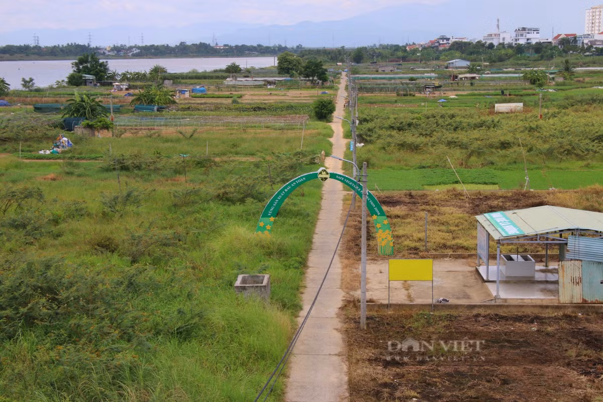 Vùng trồng rau La Hường (phường Hòa Thọ Đông, quận Cẩm Lệ) được coi là vùng rau sạch lớn nhất của TP.Đà Nẵng với diện tích khoảng 7ha cùng 50 hộ dân tham gia sản xuất. Các loại rau, củ nơi đây cung cấp cho hầu hết các chợ và siêu thị trên địa bàn thành phố.