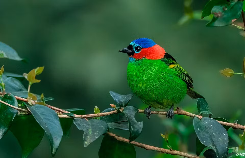 Trong tháng 5 Âm lịch, con giáp tuổi Tý có thể phát huy hết những ưu điểm trong tính cách và năng lực, nâng cao hiệu quả công việc. Ảnh minh họa zicxa Con giáp tuổi Tý Theo tử vi 12 con giáp năm 2023, người Tý có tính cách đặc biệt tỉ mỉ. Họ cũng sẵn sàng tìm kiếm cơ hội từ những chi tiết nhỏ trong cuộc sống. Nhờ đó mà con giáp này tìm được những cơ hội mới mà ít người phát hiện để phát triển tốt hơn. Trong tháng 5 Âm lịch, con giáp tuổi Tý có thể phát huy hết những ưu điểm trong tính cách và năng lực, nâng cao hiệu quả công việc. Nhờ đó, họ được lãnh đạo và đồng nghiệp đánh giá cao, thành tích trong công việc tốt hơn nhiều. Con giáp này có thể kiếm được tiền từ nhưng việc nhỏ và họ có thể được thăng chức và tăng lương trong sự ủng hộ của mọi người. Thời gian tới, người tuổi Tý sẽ tạm biệt cuộc sống bình bình, tẻ nhạt, cuộc sống của họ sẽ có thêm nhiều niềm vui và sự bận rộn. Dù phải nỗ lực gấp bội trong tháng 5 Âm lịch nhưng con giáp này cũng có thu hoạch không hề nhỏ.