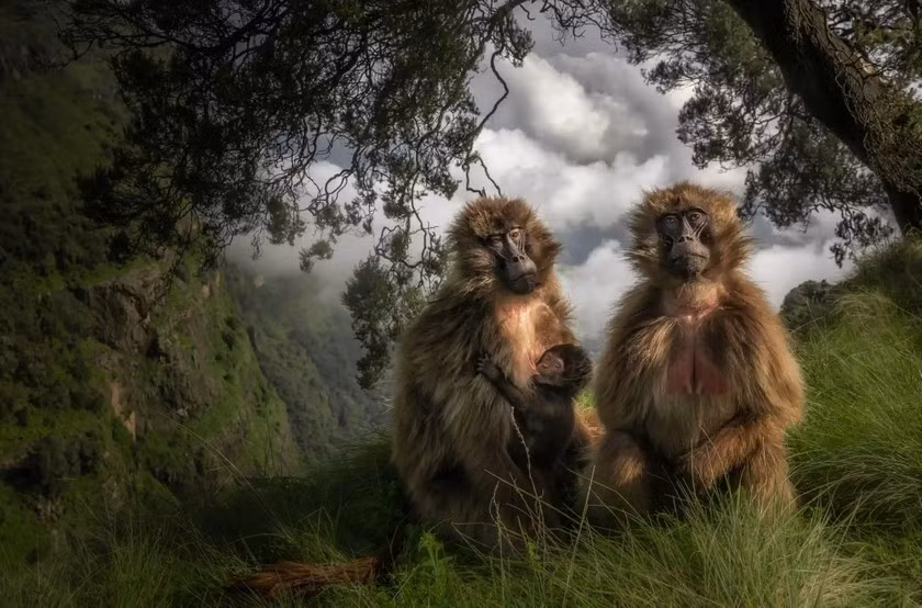 Tên tác phẩm: Khỉ Geladas trên đồng cỏ. Tác giả: Marco Gaiotti