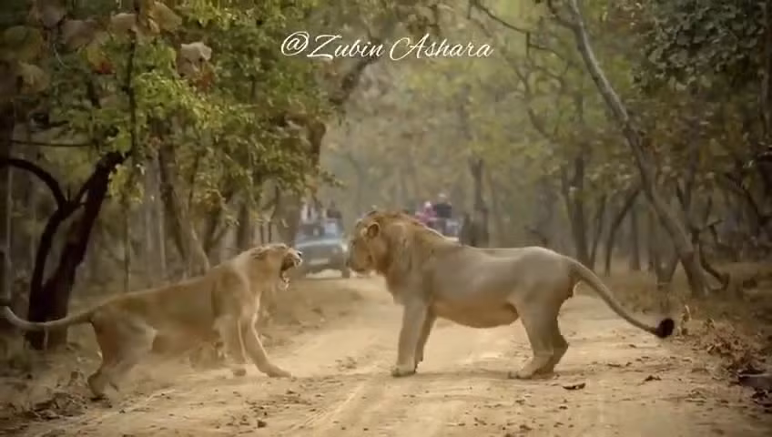 Video: Sư tử cái nổi cơn thịnh nộ, tát sư tử đực giữa đường Video: Su tu cai noi con thinh no, tat su tu duc giua duong