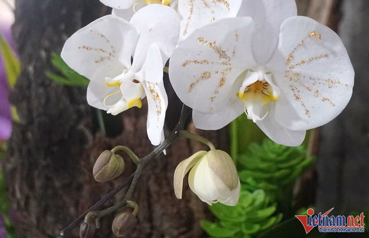 Hoa lan dat vang 18k bay ban hut nguoi xem o thanh Vinh-Hinh-2