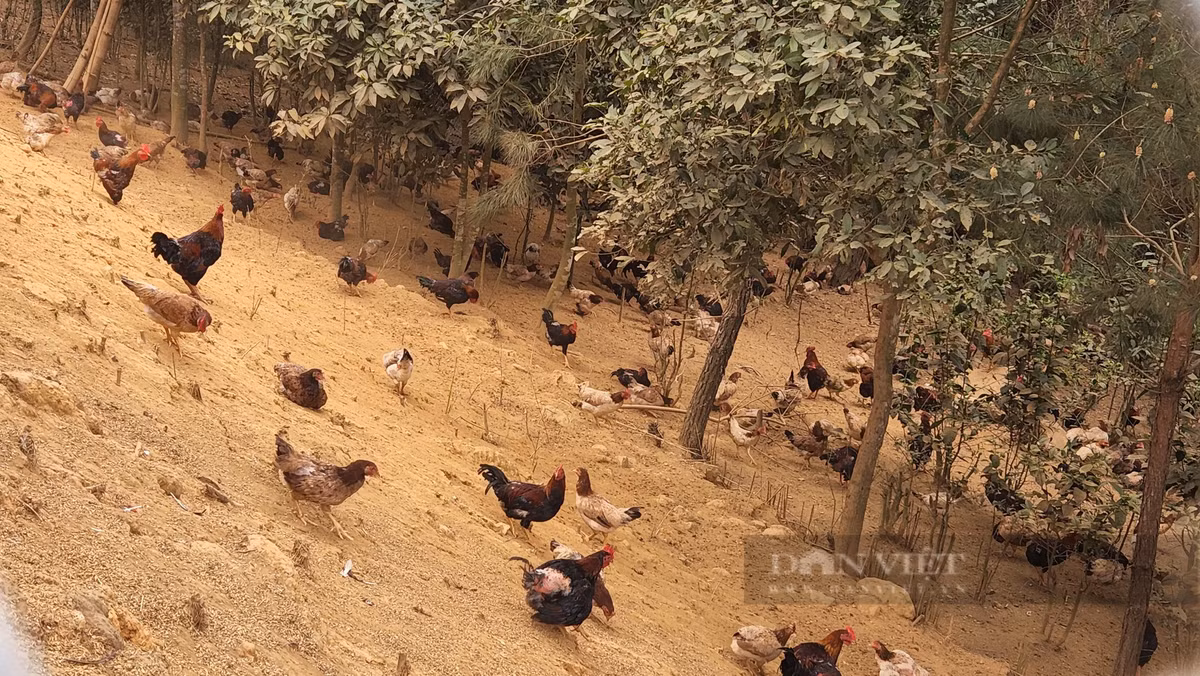 Nuoi ga tha doi, nong dan o Lai Chau thu hon 1 ty/nam-Hinh-2