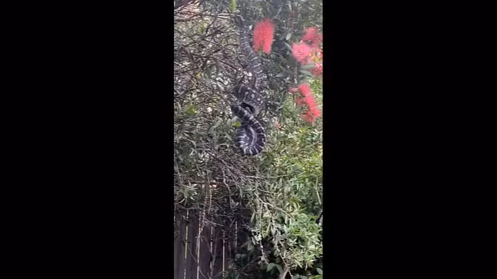 Video: Dang ngoi uong ca phe, nguoi phu nu gap canh tuong dang so