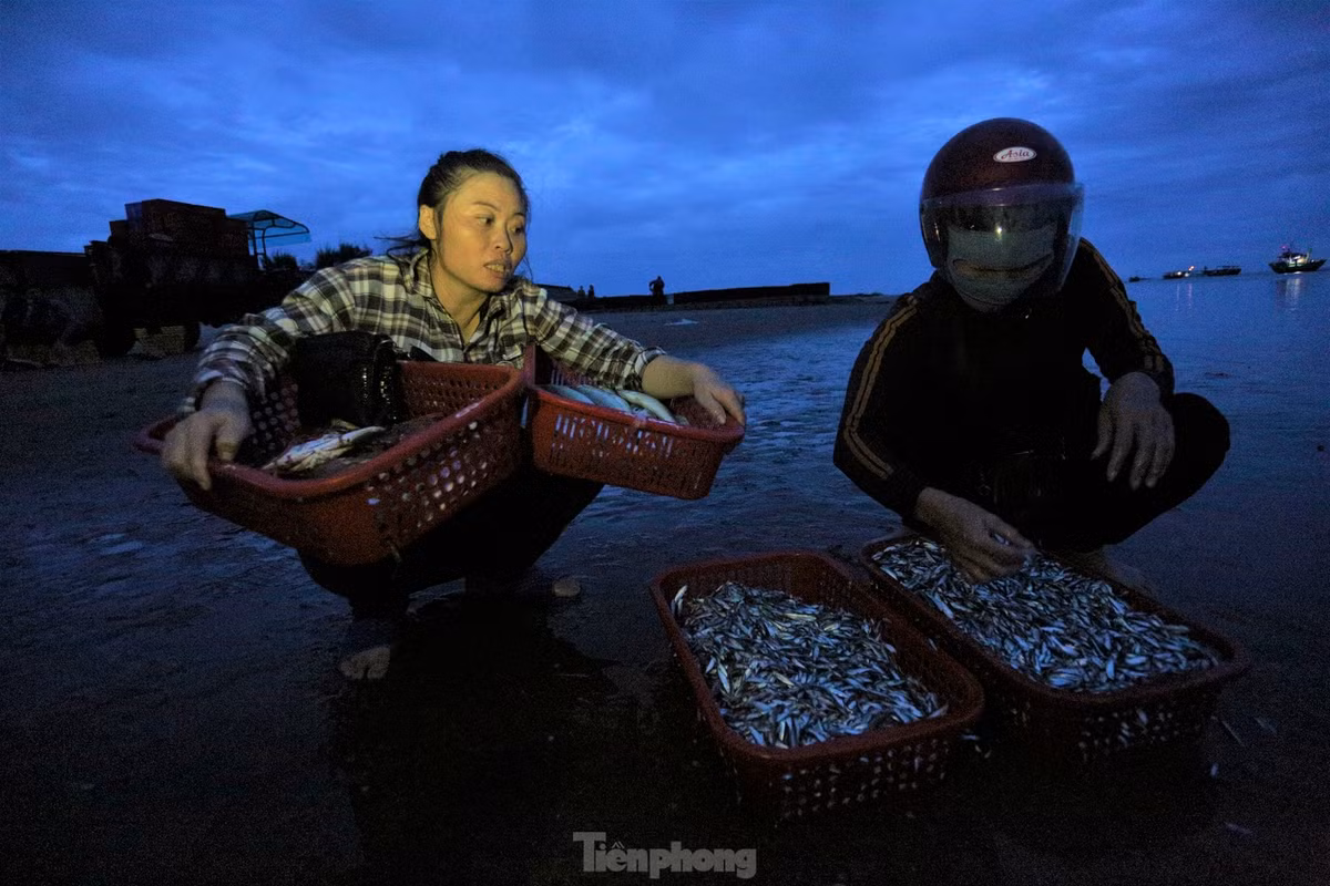 Nhiều phụ nữ ở làng chài ven biển và thương lái các chợ gom từng giỏ hàng từ nhiều tàu bè để có đủ số lượng cung ứng cho khách đã đặt.