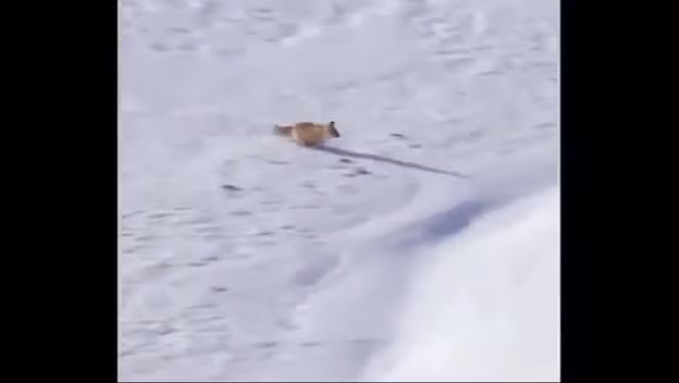 Video: Dai bang 