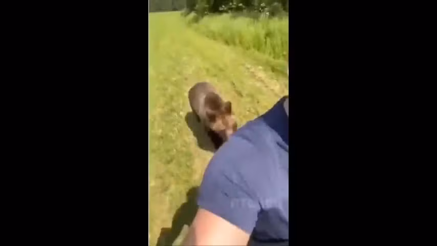 Video: Nguoi dan ong bi gau ruot duoi va dien bien bat ngo