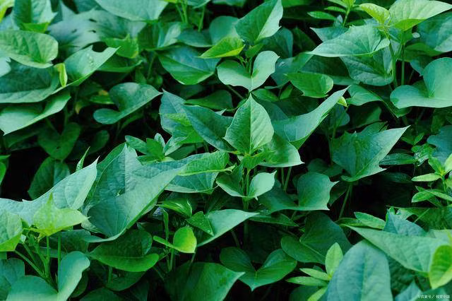 Loại rau "trường thọ", đừng xào hay luộc, hấp thành bánh siêu bổ dưỡng - Hình 3 Loai rau