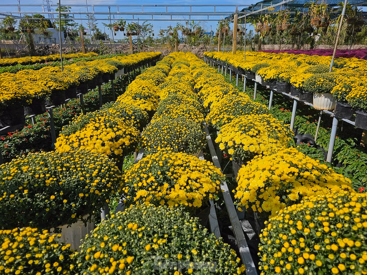 Hiện nay, thành phố Sa Đéc trồng khoảng 950 ha hoa kiểng với hơn 2.000 chủng loại khác nhau, tập trung nhiều nhất là phường Tân Quy Đông và xã Tân Khánh Đông. Ảnh: Hòa Hội.