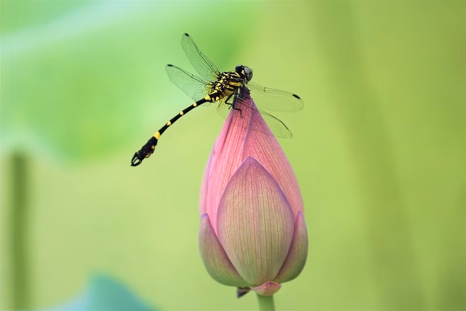 Nguoi co gio sinh nay luon may man, lam gi cung ra tien