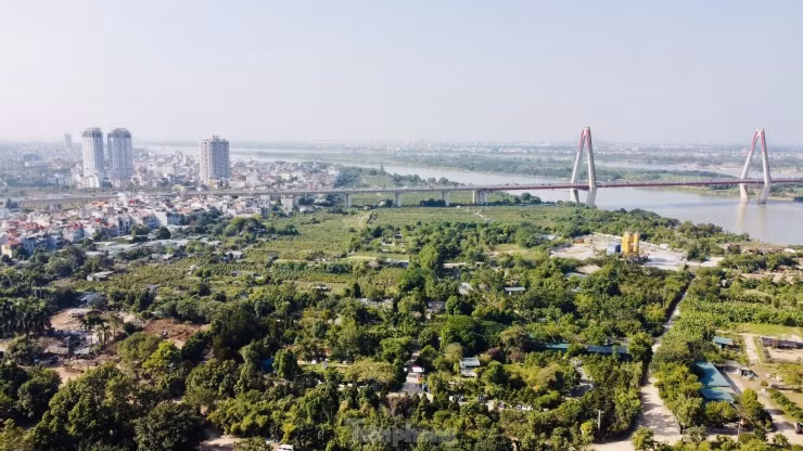Cứ gần cuối năm, không khí tại các vườn đào Nhật Tân (Tây Hồ, Hà Nội) lại hết sức sôi động. Nhiều nông dân ở các tỉnh đổ về đây để làm công việc thời vụ, đánh gốc đào thuê. Khối lượng công việc lớn, vất vả nhưng bù lại, mỗi người có thể kiếm được cả tiền triệu mỗi ngày.