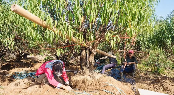 Thu nhập của những người đánh gốc đào được tính theo cây: đánh cây nhỏ được khoảng 100 nghìn, cây to 150 nghìn; trung bình làm "hết công suất" được hơn 10 cây, khoảng trên dưới 1 triệu đồng/ngày.