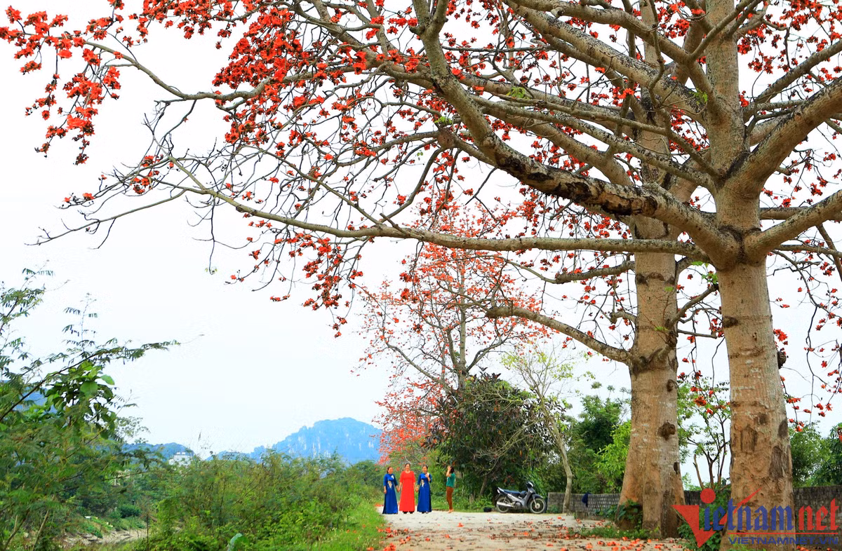 Hoa gao no do ruc giua long TP Thanh Hoa