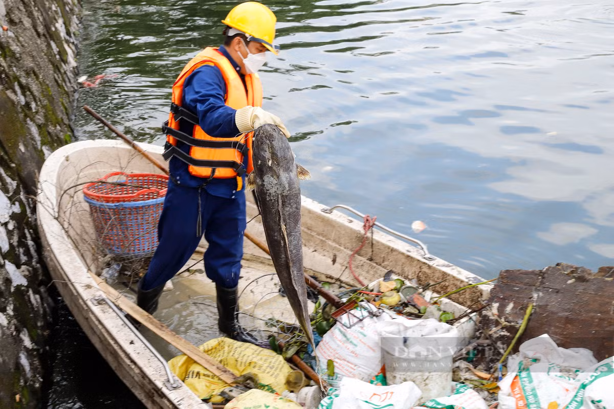 Tuy nhiên, cũng có những con cá chiên nặng hàng chục kg.