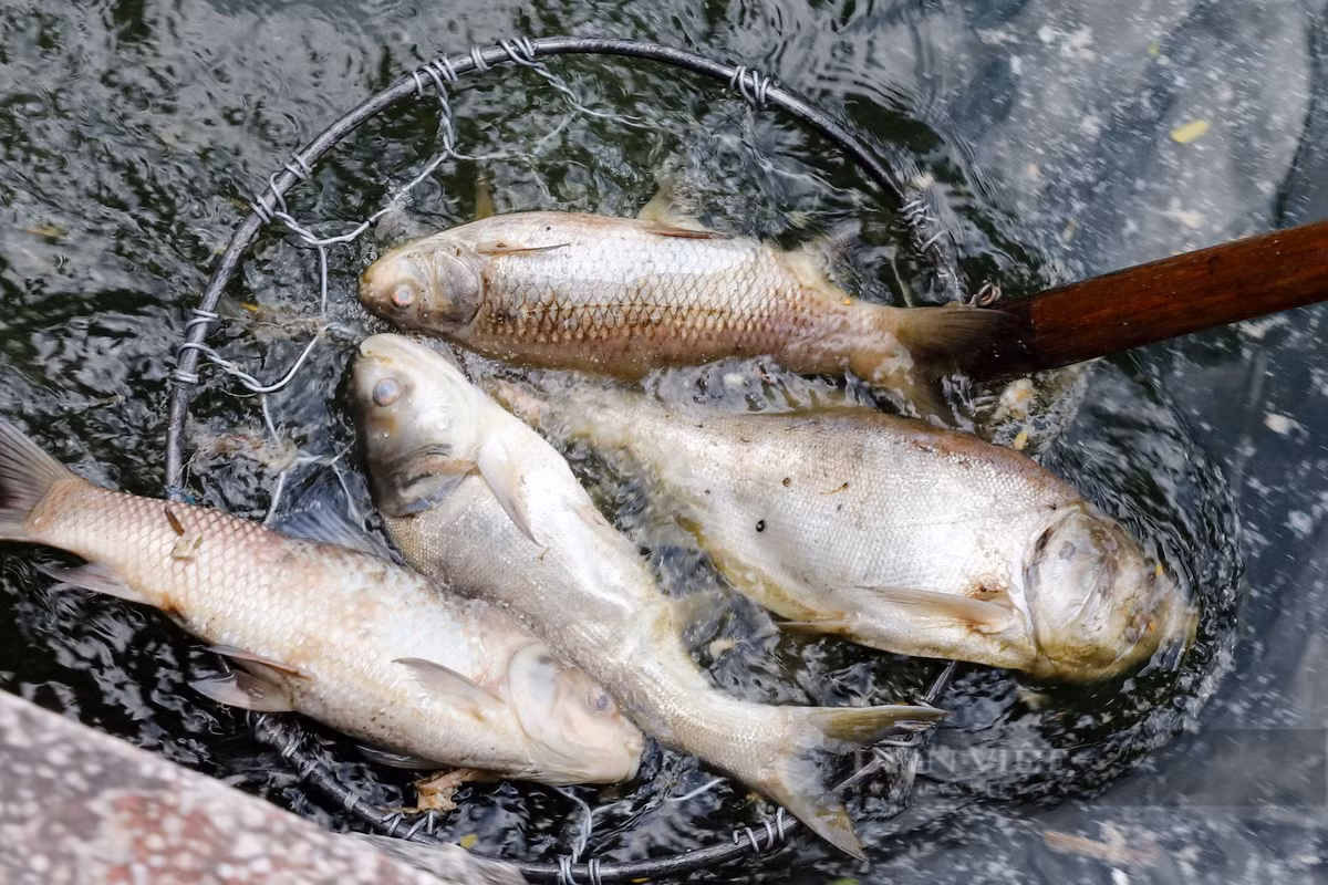 Hầu hết cá bị chết là cá mè, có trọng lượng nhỏ.