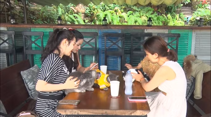 Thu vi voi cach nuoi meo cua nguoi dan dao ngoc Phu Quoc-Hinh-5