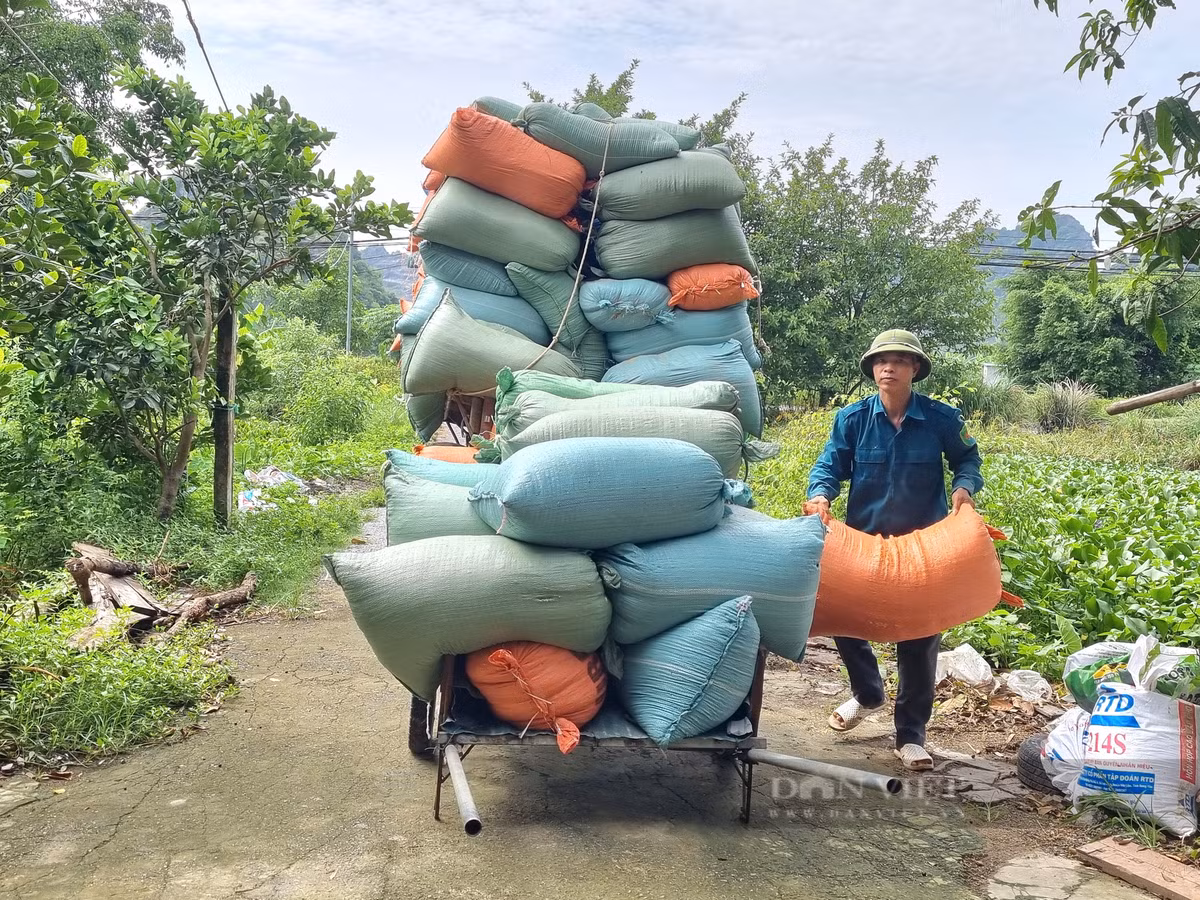 Nuoi loai ga de cha kip can, U50 o Ninh Binh lai gan 300 trieu/nam-Hinh-5