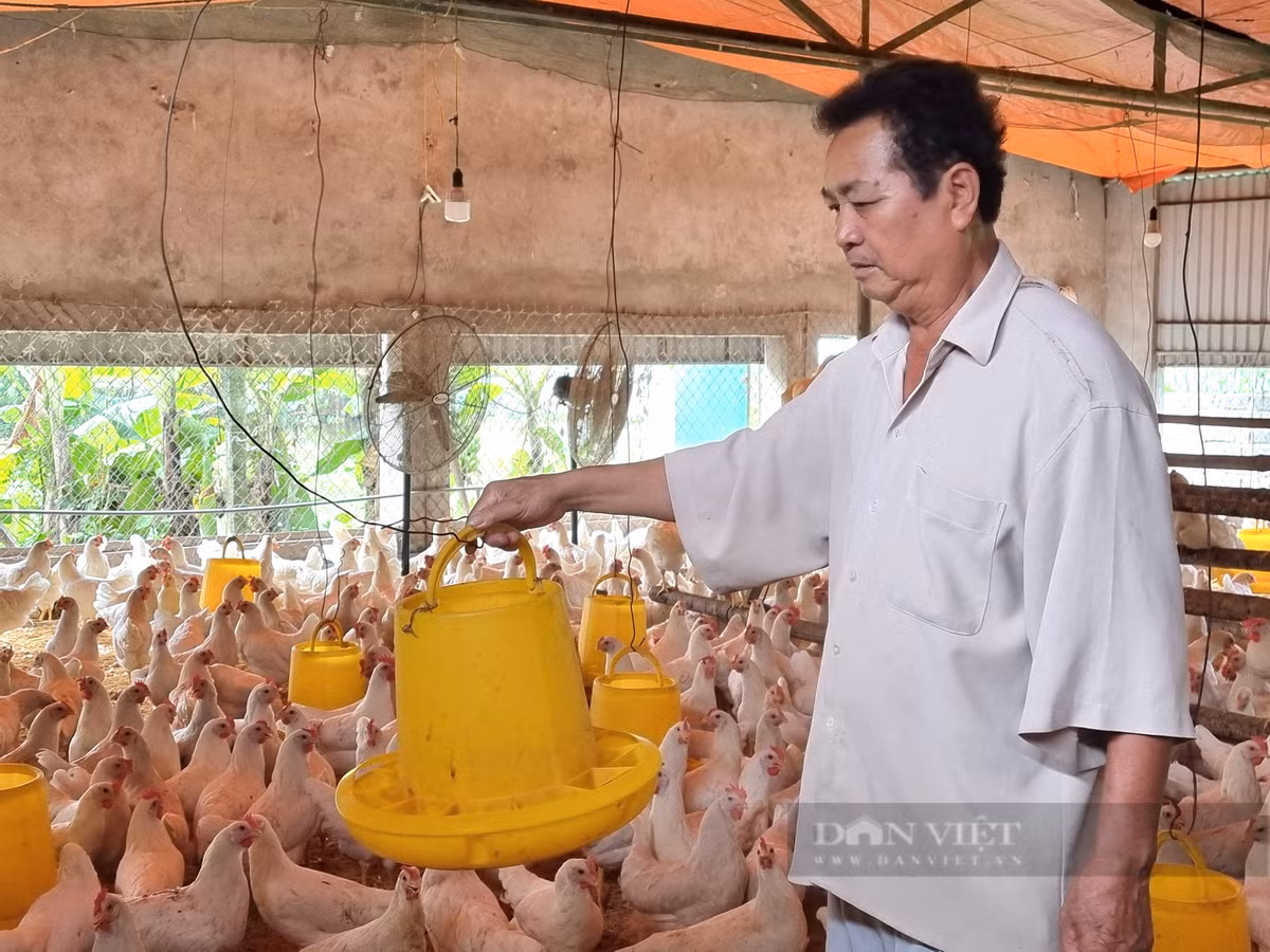 Nuoi loai ga de cha kip can, U50 o Ninh Binh lai gan 300 trieu/nam-Hinh-4