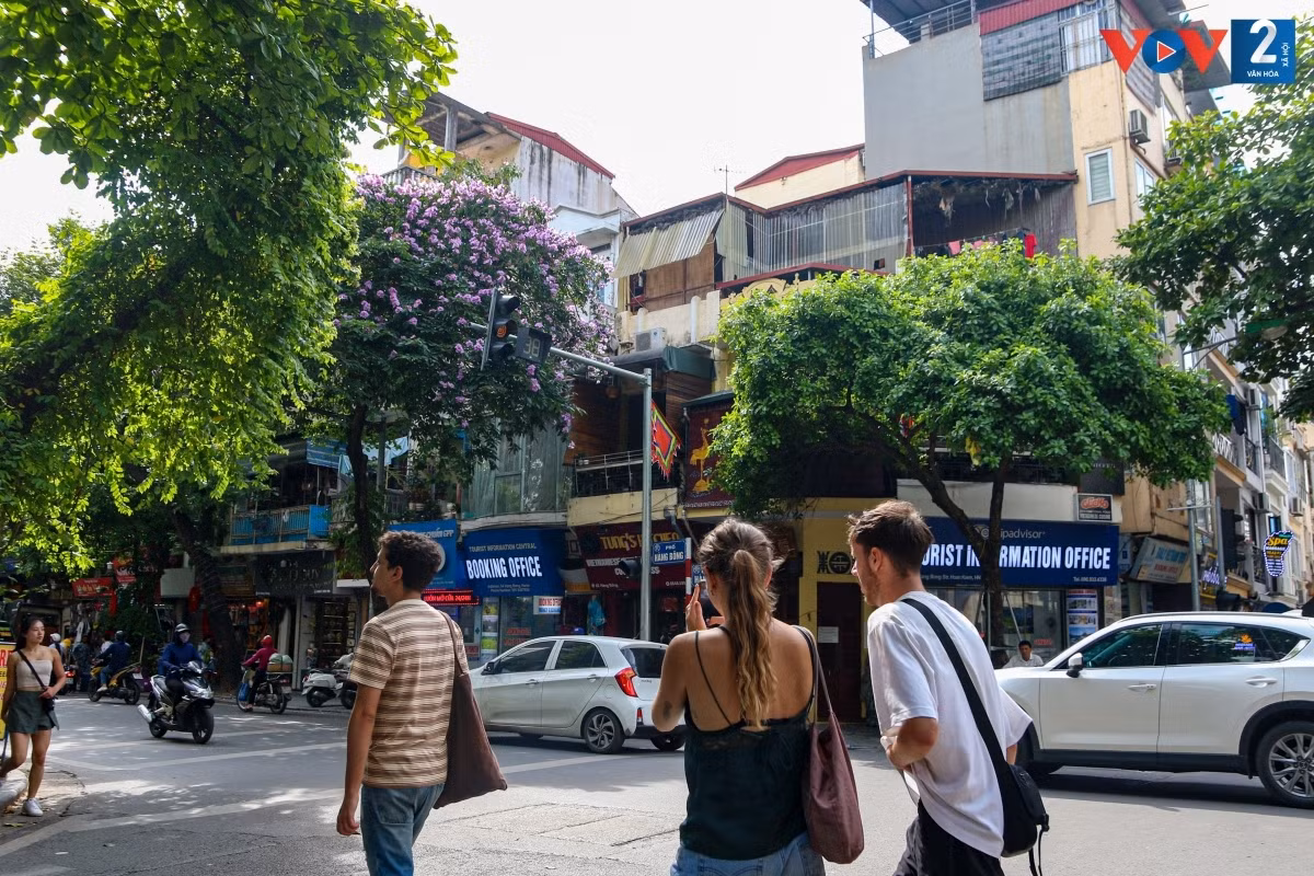 Màu tím bằng lăng dường như làm cho đường phố thêm thơ mộng, vơi đi phần nào những ồn ào nơi phố thị./.