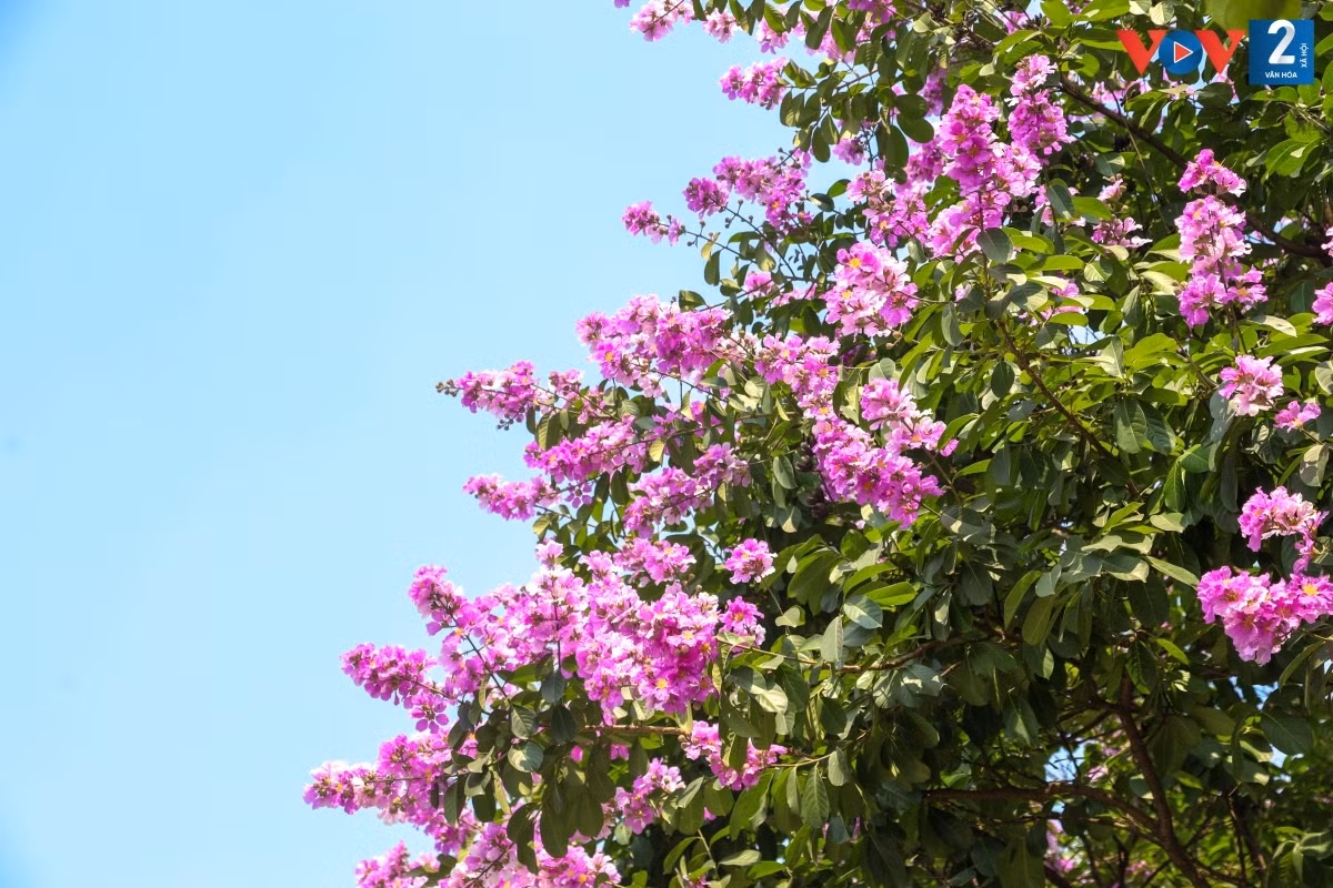 Hoa bằng lăng nở có màu tím đậm, rồi nhạt dần cho đến khi rụng.