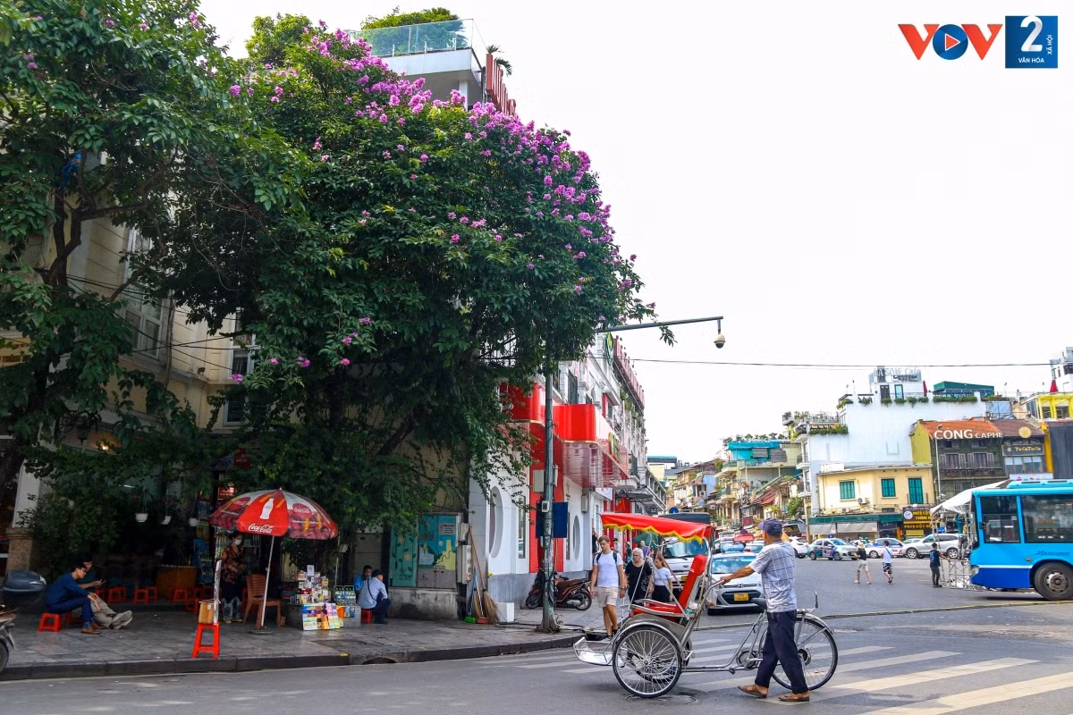 Hoa bằng lăng có nguồn gốc từ Ấn Độ với màu sắc tím nhạt, ở Việt Nam thường được trồng để làm cảnh quan đô thị. Những cánh hoa mỏng tang, khoe sắc rực rỡ dưới nắng hè làm nên vẻ đẹp rất riêng cho Hà Nội.