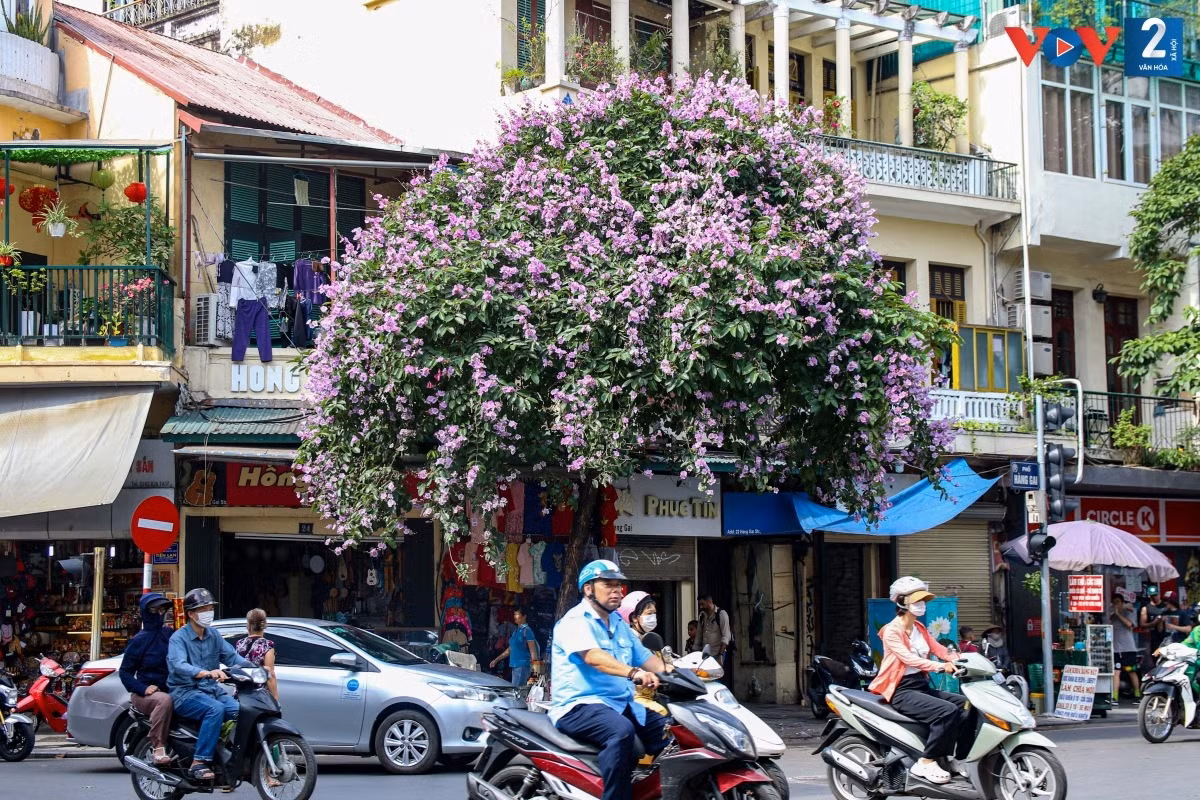 Bằng lăng tím bên góc nhà nhỏ xinh trên phố cổ Hà Nội.
