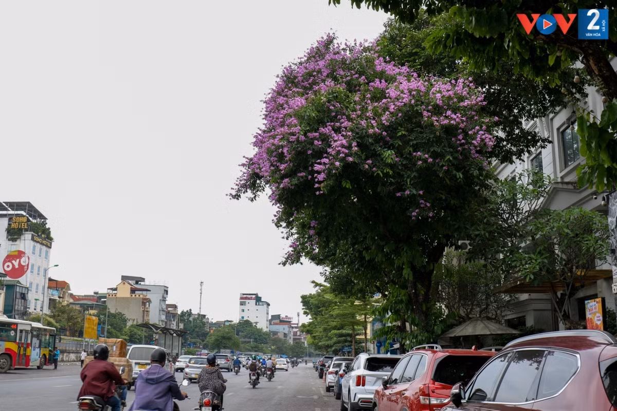 Lãng mạn sắc tím bằng lăng trên phố phường Hà Nội - Hình 2 Lang man sac tim bang lang tren pho phuong Ha Noi-Hinh-2