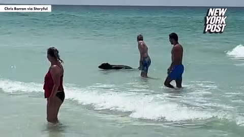 Lý giải sự xuất hiện bất thường của gấu đen ở bãi biển Florida Ly giai su xuat hien bat thuong cua gau den o bai bien Florida