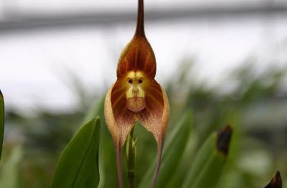 Loài hoa này còn có tên gọi khác là “Khỉ Orchid”. Có lẽ cũng không cần phải giải thích tại sao chúng lại được đặt tên như thế, chỉ cần nhìn là đã hiểu.