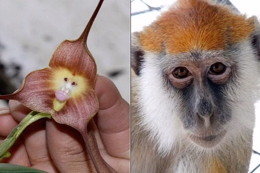 Loài lan có khuôn mặt khỉ có tên khoa học là 'dracula simia' hay còn được gọi là loài hoa phong lan mặt khi. Chúng thường được tìm thấy trong các khu rừng nhiệt đới trên độ cao 2.000 ở Peru và Ecuador.