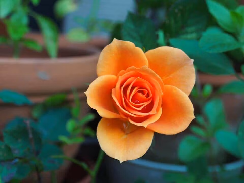 3 con giáp nhanh trí, khôn ngoan, vượng khí dồi dào - Hình 3 3 con giap nhanh tri, khon ngoan, vuong khi doi dao-Hinh-3