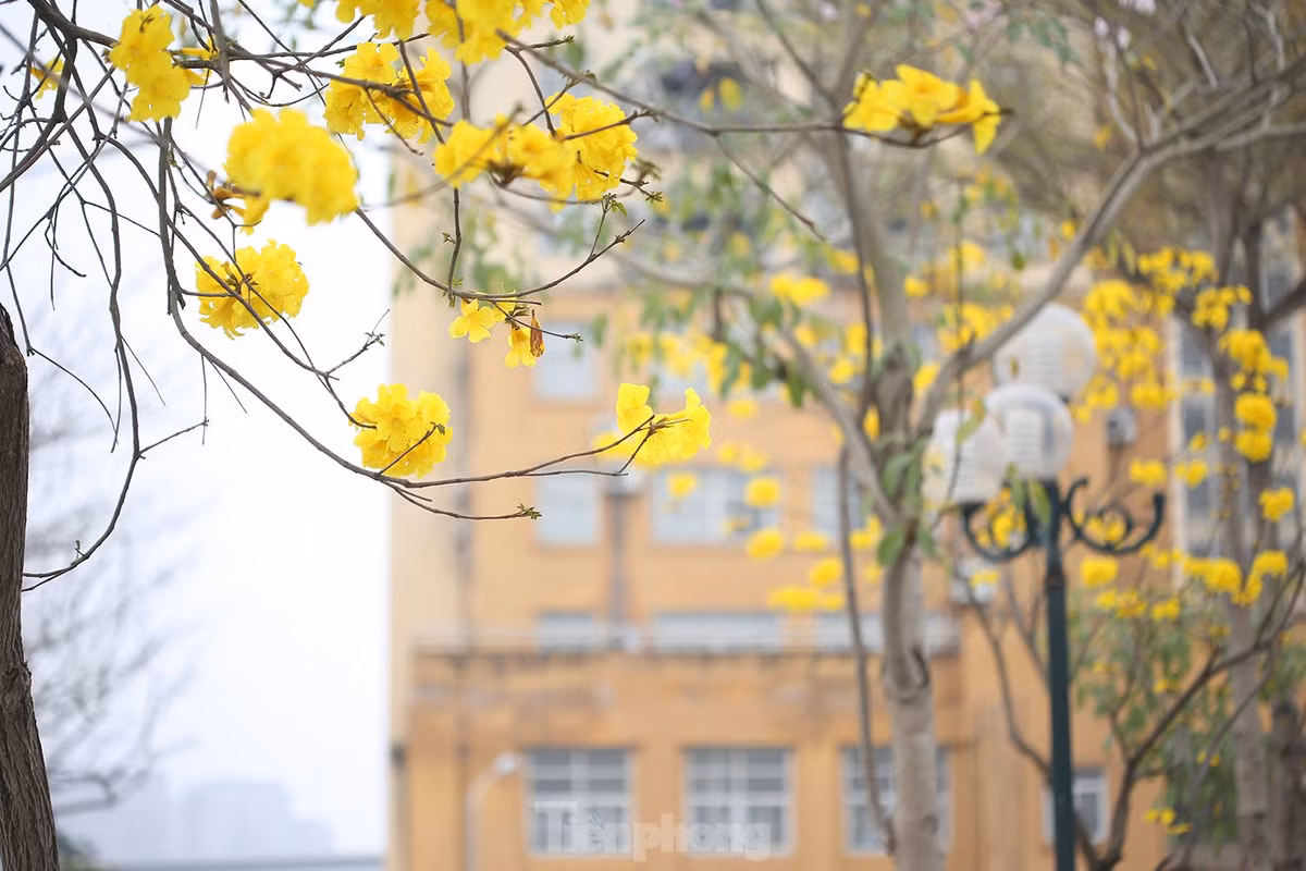 Theo tìm hiểu của phóng viên, loại cây này có tên " hoa phong linh", hay còn gọi là "hoa chuông vàng".