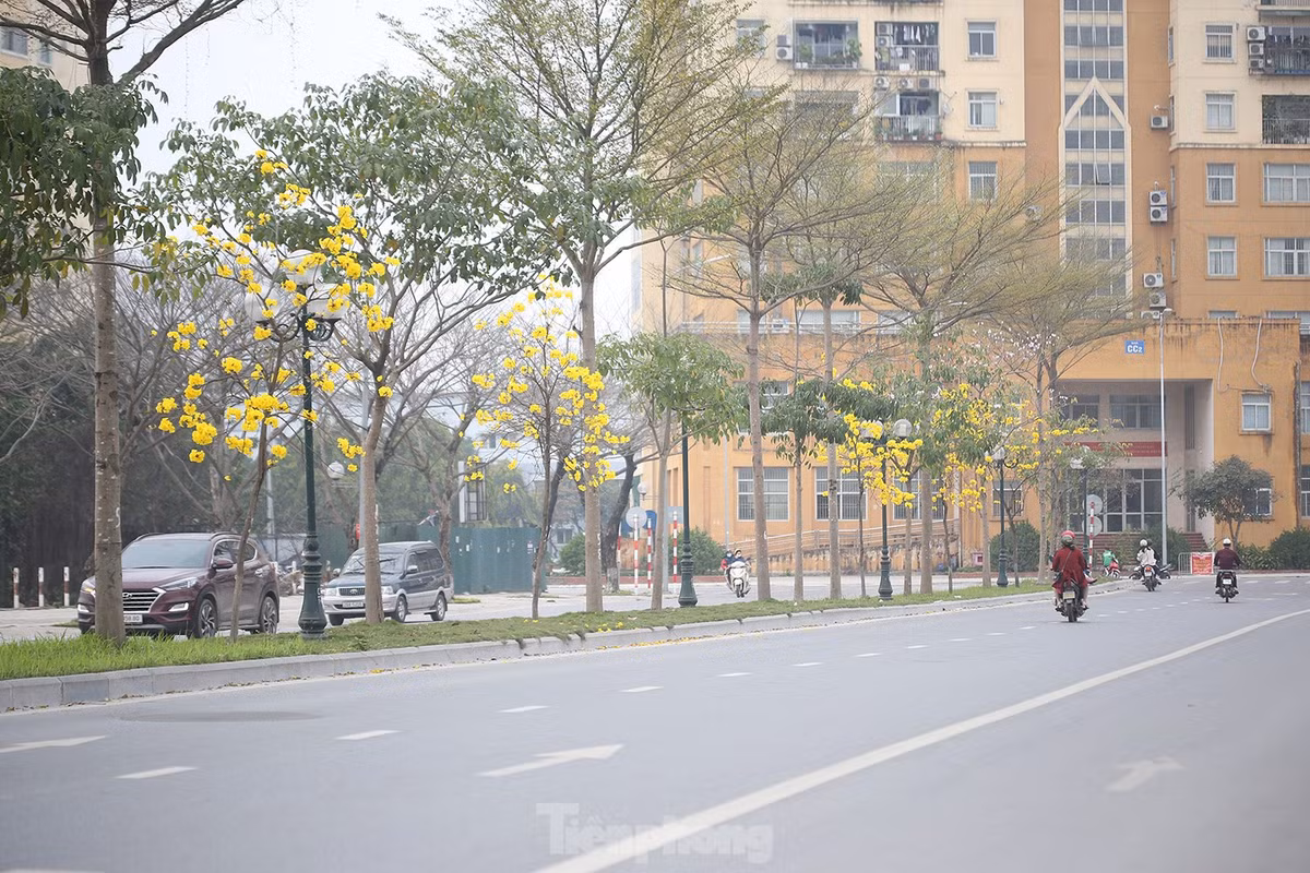 Tuy hàng cây còn nhỏ, trồng xen kẽ, nhưng hoa nở nhiều và rực rỡ.