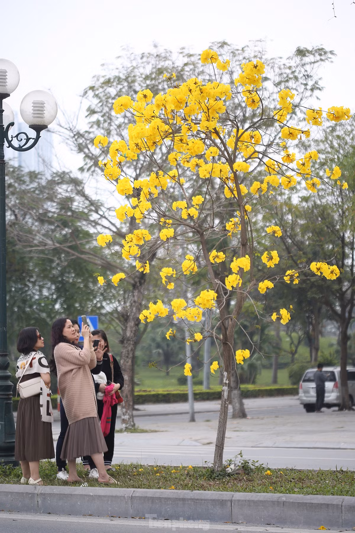 Loài hoa rực rỡ này thu hút khá nhiều người dân đến chiêm ngưỡng, chụp ảnh.
