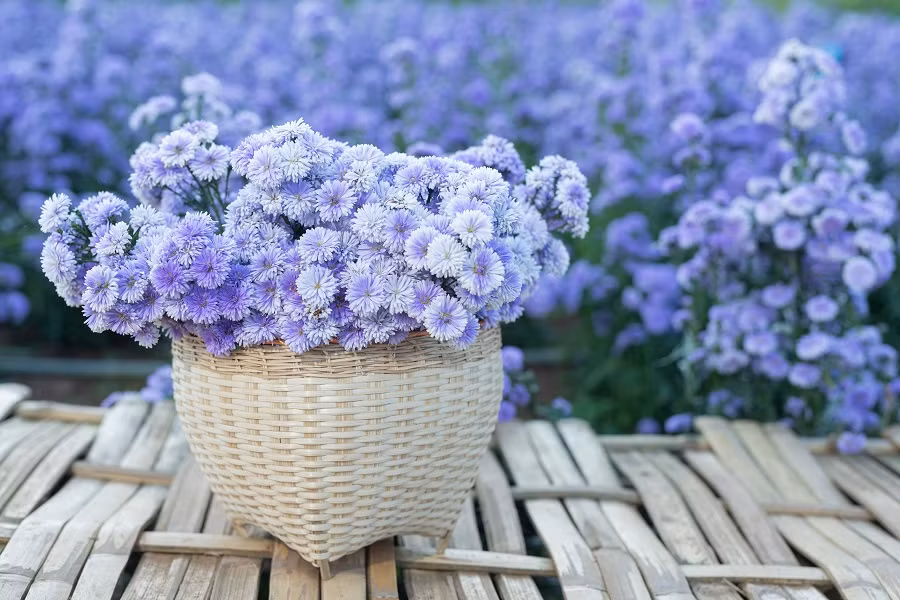 Đàn ông hay phụ nữ sinh vào ngày Âm lịch này đều có số mệnh giàu sang, phú quý. Đặc biệt, sau tuổi 35, sự nghiệp của họ có bước ngoặt lớn. Được trời xanh ban phước, họ kinh doanh phát tài, tích lũy được nhiều của cải, giúp đỡ nhiều người xung quanh mình. 