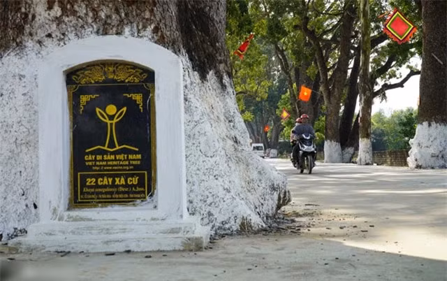 Mặc dù hàng xà cừ nhiều lần bị dọa chặt để mở đường cho doanh nghiệp khai thác mỏ hay phục vụ các dự án khác nhưng người dân và chính quyền vẫn một mực không đồng tình.