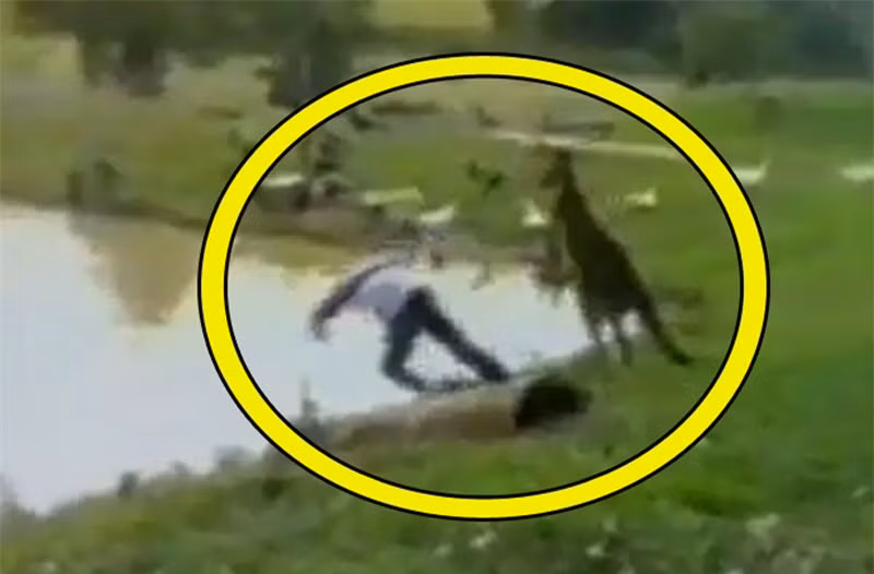 Video: Thanh niên bị kangaroo đá “lộn cổ” xuống hồ Video: Thanh nien bi kangaroo da “lon co” xuong ho