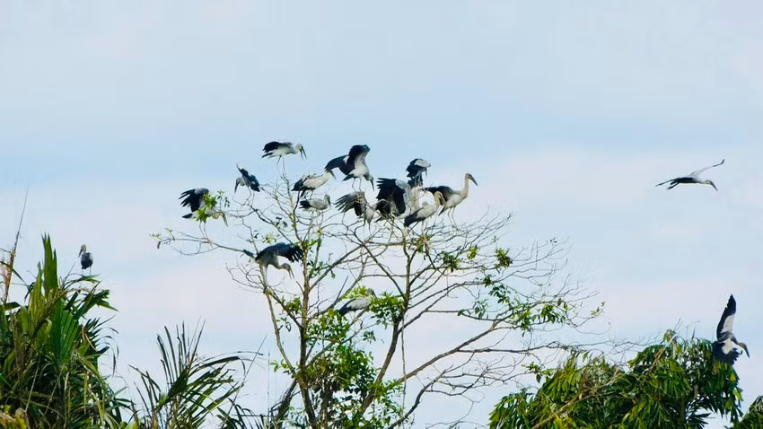 Đàn chim Vạc hàng ngàn con đến vườn nhà một lão nông Dan chim Vac hang ngan con den vuon nha mot lao nong