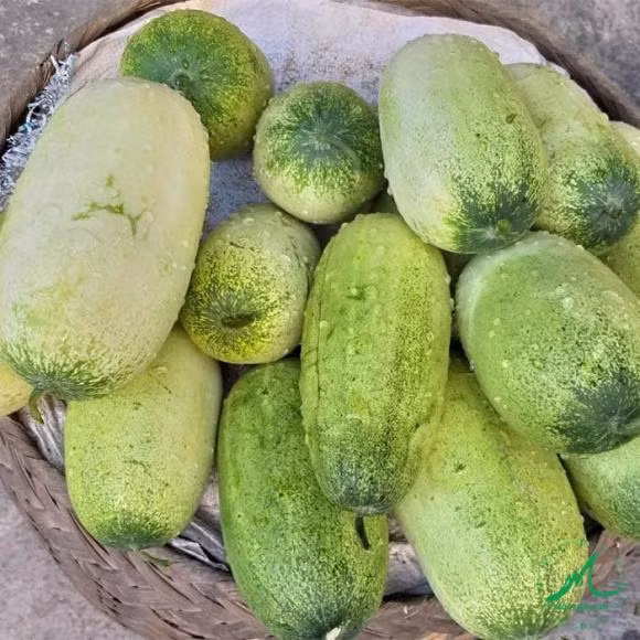 Ban da biet ten va cach phan biet 10 loai dua chuot?-Hinh-4