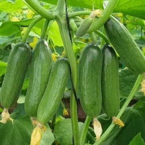 Ban da biet ten va cach phan biet 10 loai dua chuot?-Hinh-5