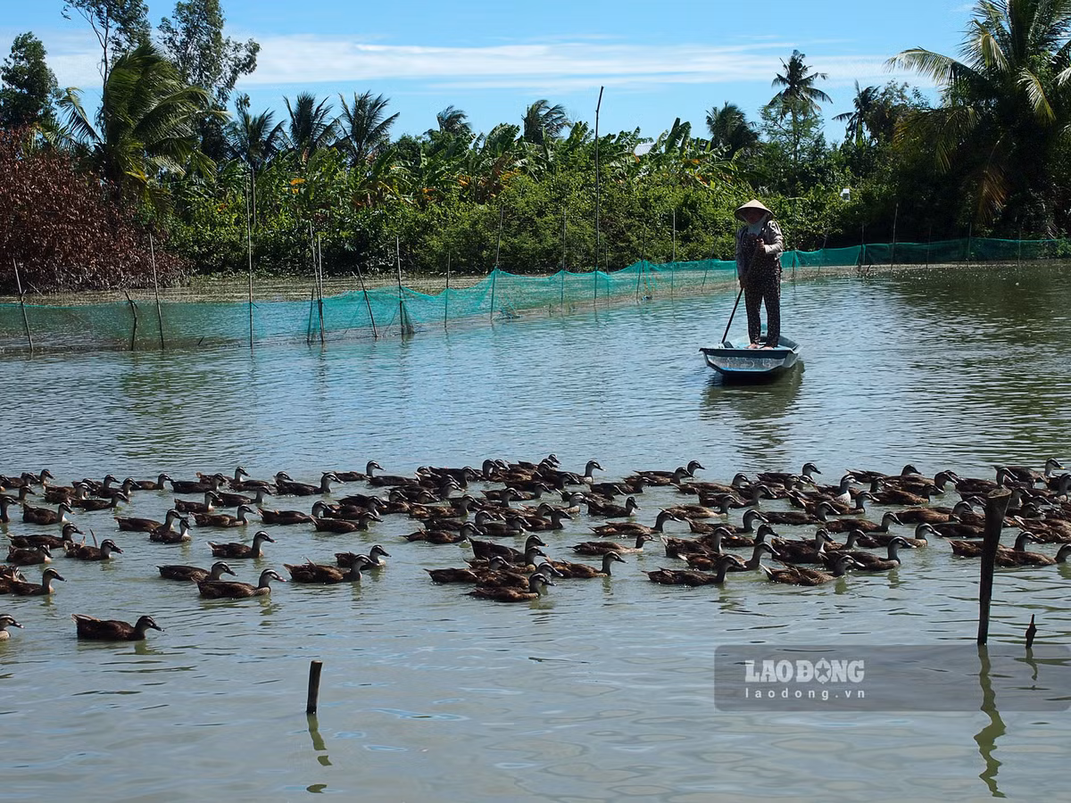 Nuôi thứ vịt bay như chim hoang dã, chăm nhàn, bán là đắt hàng Nuoi thu vit bay nhu chim hoang da, cham nhan, ban la dat hang
