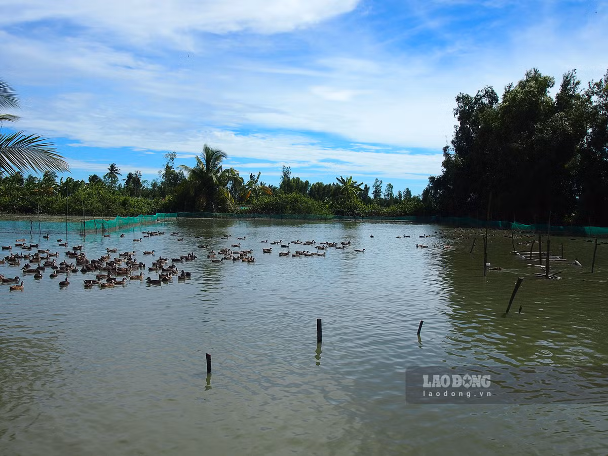Nuôi thứ vịt bay như chim hoang dã, chăm nhàn, bán là đắt hàng - Hình 5 Nuoi thu vit bay nhu chim hoang da, cham nhan, ban la dat hang-Hinh-5